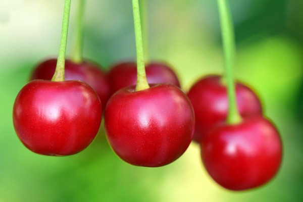 cherries-3477927_1280